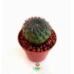 Kaktüs, Sulcorebutia Steinbachii-Nadir Tür-Pembe Renk Çiçek Açar 5,5 cm saksıda-Teraryum, Sukulent