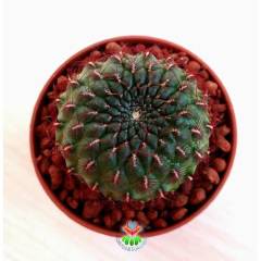 Kaktüs, Sulcorebutia Steinbachii-Nadir Tür-Pembe Renk Çiçek Açar 5,5 cm saksıda-Teraryum, Sukulent