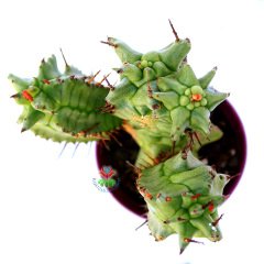 Euphorbia Horrida f. Monstruosa-Sıradışı Formlu Özel Hibrid Tür 5,5  cm Saksıda