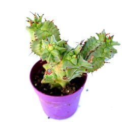Euphorbia Horrida f. Monstruosa-Sıradışı Formlu Özel Hibrid Tür 5,5  cm Saksıda