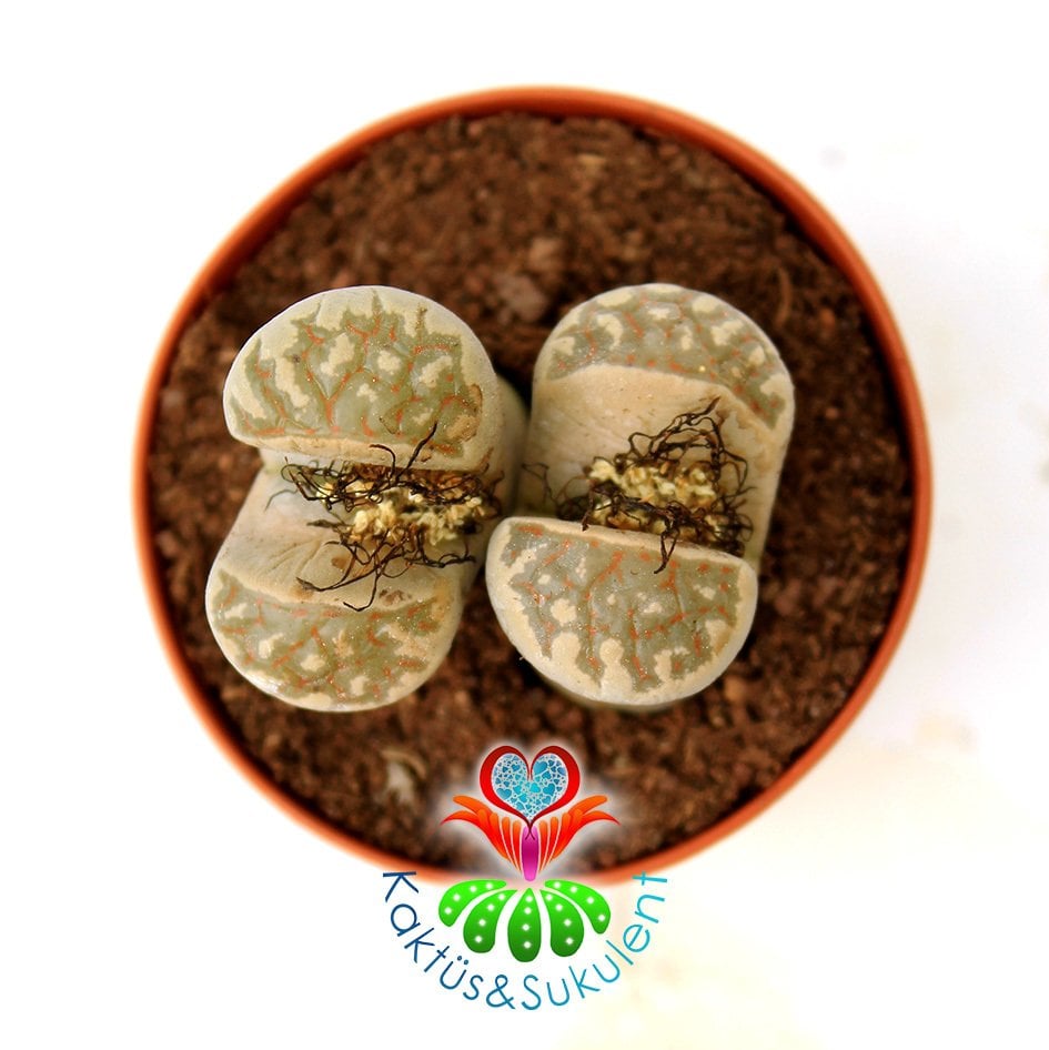 Lithops Dorotheae -Krem Rengi Kırmızı Çizgili -5,5 cm Saksıda -Yaşayan Taş Kaktüs-Altıntaş-Sarı Renk Çiçek Açar