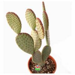 Dev Tavşan Kaktüs,Opuntia Microdasys var. Rufida 30+cm Uzunlukta -17 cm Saksıda-Teraryum,Sukulent