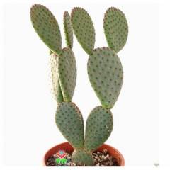Dev Tavşan Kaktüs,Opuntia Microdasys var. Rufida 30+cm Uzunlukta -17 cm Saksıda-Teraryum,Sukulent