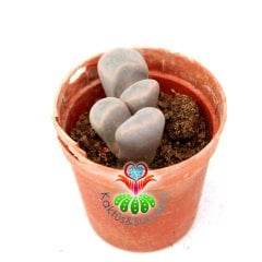 Lithops Meyeri-Bembeyaz -5,5 cm Saksıda -Yaşayan Taş Kaktüs-Altıntaş-Sarı Renk Çiçek Açar