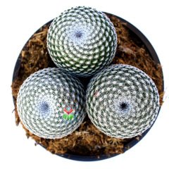 Mammillaria Brauneana -Büyük Boy Kaktüs-Tek Saksıda 3 Kök- 13 cm Saksıda