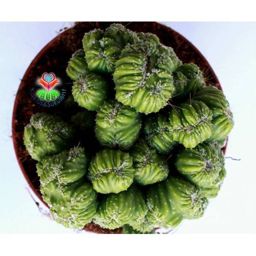 Dev Boy, Cereus Peruvianus Cristata Beyin Kaktüs -12 cm Saksılı - Teraryum,Sukulent, Kaktüs