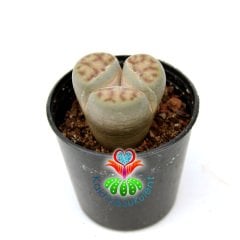 Lithops Dorotheae -3 Loblu Sıradışı Çok Nadir Form -5,5 cm Saksıda -Yaşayan Taş Kaktüs-Altıntaş-Sarı Renk Çiçek Açar