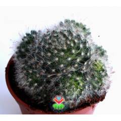 Dev Boy, Mammillaria Bocasana Roseiflora-12 cm Saksılı, Bol Çiçek Açar, Pamuklu Dikenli Kaktüs Türü