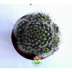 Dev Boy, Mammillaria Bocasana Roseiflora-12 cm Saksılı, Bol Çiçek Açar, Pamuklu Dikenli Kaktüs Türü