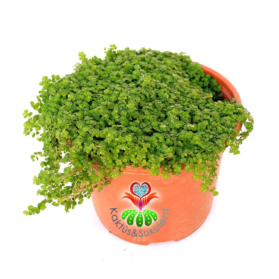 Arap Saçı Çiçeği , Helxine Soleirolii-Minik Parlak Yapraklı-10 cm Saksıda Büyük Boy