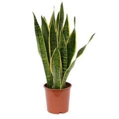 Sansevieria Trifasciata- Paşa Kılıcı -Hava Temizleyici 25+ cm Uzunluk-8,5 cm saksı,Sarı Yeşil Çiçek Kılıç