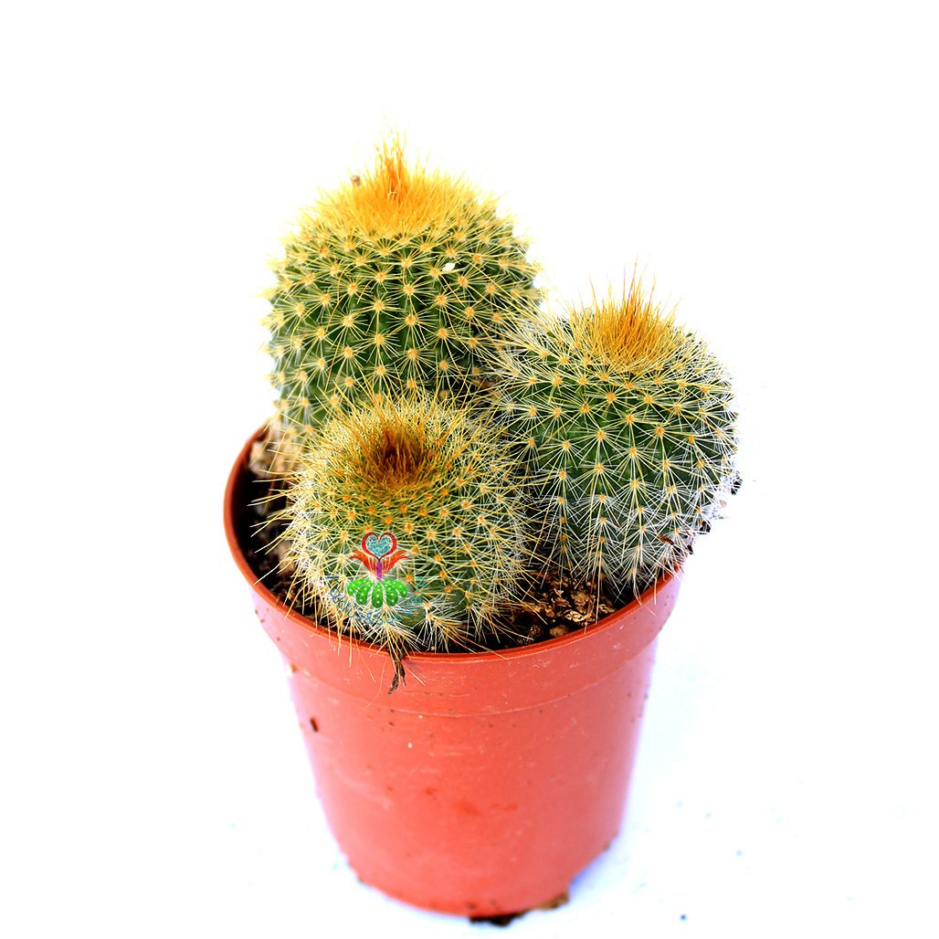 Parodia Leninghausii- Sarı Renk Çiçek Açan Kaktüs 5,5 Saksı Dolusu