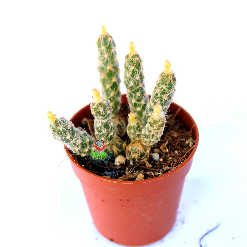 Grusonia (Opuntia) Pulchella -Beyaz Dikenli Top Formlu Kaktüs 5,5 Saksıda