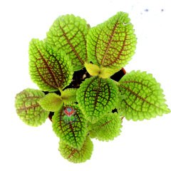 Pilea Mollis Moon Valley- Mükemmel Canlı Yeşil Renk Yapraklı İç Mekan Bitkisi- 8,5 cm Saksıda