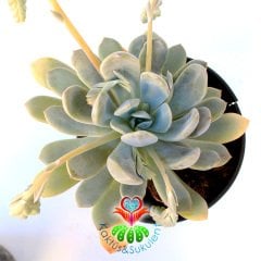 Dev Sukulent -Graptoveria 'Opalina' -15 cm Saksıda Büyük Boy İndirimli -Beyaz Tombul Yapraklı
