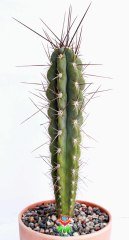 Kaktüs,Stetsonia Coryne-DEV BOY- 40+cm Uzunluk-19 cm Seramik Canyon Saksıda -Cactus,Sukulent