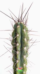 Kaktüs,Stetsonia Coryne-DEV BOY- 40+cm Uzunluk-19 cm Seramik Canyon Saksıda -Cactus,Sukulent