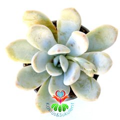 Sukulent, Pachyphytum 'Bill Baker' - Beyaz Gri Yapraklı - 5,5 cm Saksıda Mini Bahçe Teraryum için İdeal