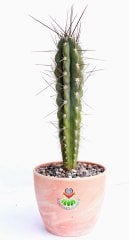 Canlı Dev Kaktüs, Lemaireocereus Dumortieri 55 + cm Uzunluğunda -17 cm Canyon Seramik Saksıda Kaktüs