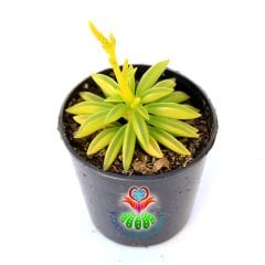Sukulent, Peperomia Dolabriformis Prayer Pepper (Dua Biber) - 5,5 cm saksıda - Parlak Yeşil Renk Çizgili Yapraklı