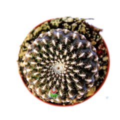 Sulcorebutia Arenacea-Altın Renk Dikenli -5,5 cm Saksıda Özel Tür Kaktüs İthal