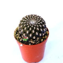 Sulcorebutia Arenacea-Altın Renk Dikenli -5,5 cm Saksıda Özel Tür Kaktüs İthal