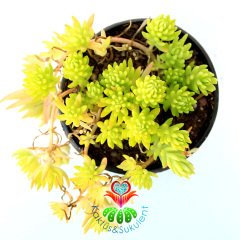 Sukulent, Sedum Rupestre 'Angelina' (Golden Sedum) -Altın Sedum-5,5 cm Saksıda Canlı Yeşil Renkli