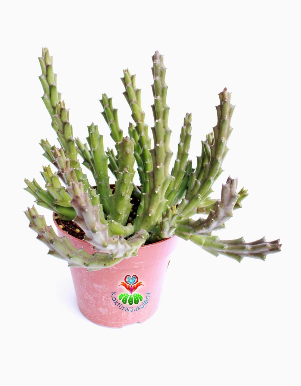 Sukulent, Stapelia Mutabilis - Leş Kaktusü - 12 cm saksıda- Estetik Desenli Çiçek Açar, Dekor Bitki