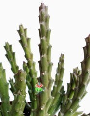 Sukulent, Stapelia Mutabilis - Leş Kaktusü - 12 cm saksıda- Estetik Desenli Çiçek Açar, Dekor Bitki