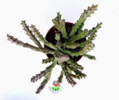 Sukulent, Stapelia Mutabilis - Leş Kaktusü - 12 cm saksıda- Estetik Desenli Çiçek Açar, Dekor Bitki