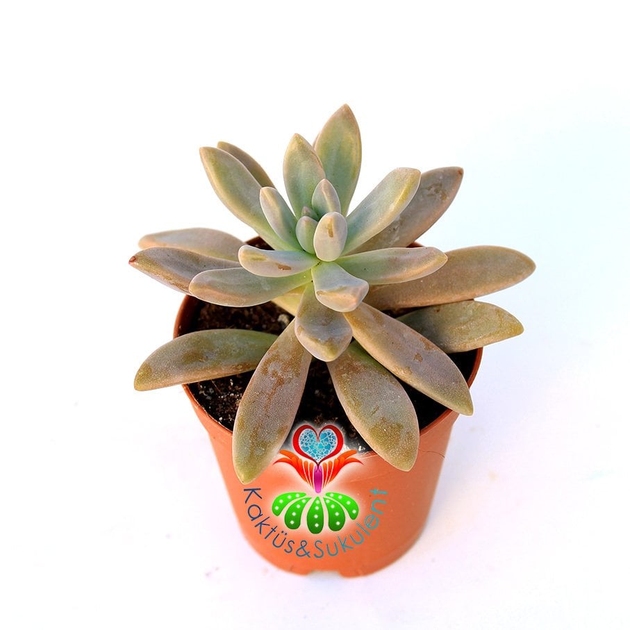 Sukulent , Sedum 'Pat's Pink' -5,5 cm Saksıda-Güneşte Yaprakları Turunculaşır-Uzun İnce Yapraklı