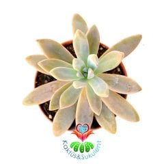 Sukulent , Sedum 'Pat's Pink' -5,5 cm Saksıda-Güneşte Yaprakları Turunculaşır-Uzun İnce Yapraklı