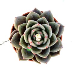 Echeveria Dark Ice -Uçları Kızaran Koyu Gri Yapraklı Sukulent 8,5 cm Saksıda