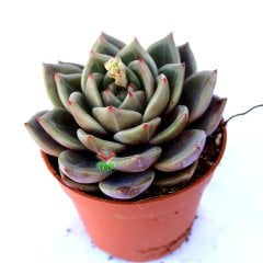Echeveria Dark Ice -Uçları Kızaran Koyu Gri Yapraklı Sukulent 8,5 cm Saksıda