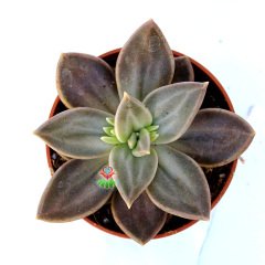 Echeveria Xichuensis -Koyu Gri Yapraklı Özel Sukulent 8,5 cm Saksıda