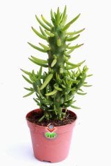 Kaktüs,Austrocylindropuntia ( Opuntia )Subulata -Dikensiz Dallı Formlu -8,5 cm Saksıda - Kaktus