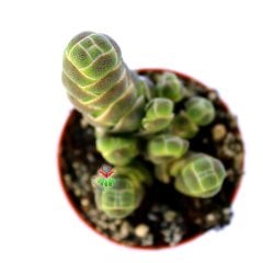 Crassula Barklyi -Sıradışı Yapraklı Özel Tür Nadir Sukulent 5,5 cm Saksıda