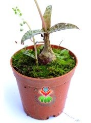 Scilla Socialis -Kaplan Desenli Yapraklı- 5,5 cm saksıda-Teraryum,Sukulent, Kaktüs