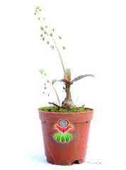 Scilla Socialis -Kaplan Desenli Yapraklı- 5,5 cm saksıda-Teraryum,Sukulent, Kaktüs