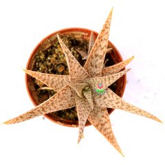 Aloe 'White Fox'-Beyaz-Krem Renk Sukulent-8,5 cm Saksıda