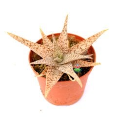 Aloe 'White Fox'-Beyaz-Krem Renk Sukulent-8,5 cm Saksıda