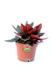 SINIRLI SAYIDA, Peperomia Caperata Rosso-Altı Kırmızı Üstü Koyu Yeşil Renk Yapraklı-8 cm Saksıda Hava Temizleyici Özellikli Bitki