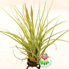 Dekoratif Tasarımlı Tillandsia Floridana-İstediğiniz Heryere Koyabileceğiniz Bakımı Çok Kolay-Çok Şık 20 cm Uzunluk 10 cm Genişlikte