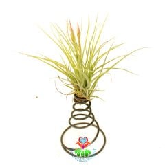 Dekoratif Tasarımlı Tillandsia Floridana-İstediğiniz Heryere Koyabileceğiniz Bakımı Çok Kolay-Çok Şık 20 cm Uzunluk 10 cm Genişlikte
