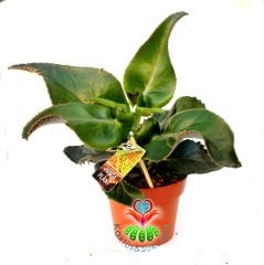 Eşek Kulağı Sukulent, Kalanchoe Gastonis-Bonnieri-Dev Yapraklı ve Yaprak Uçlarından Yavrular Veren Özel Tür- 10,5 cm Saksıda 25 cm Yükseklikte