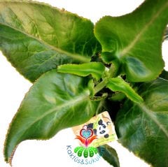 Eşek Kulağı Sukulent, Kalanchoe Gastonis-Bonnieri-Dev Yapraklı ve Yaprak Uçlarından Yavrular Veren Özel Tür- 10,5 cm Saksıda 25 cm Yükseklikte