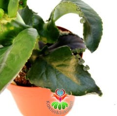 Eşek Kulağı Sukulent, Kalanchoe Gastonis-Bonnieri-Dev Yapraklı ve Yaprak Uçlarından Yavrular Veren Özel Tür- 10,5 cm Saksıda 25 cm Yükseklikte