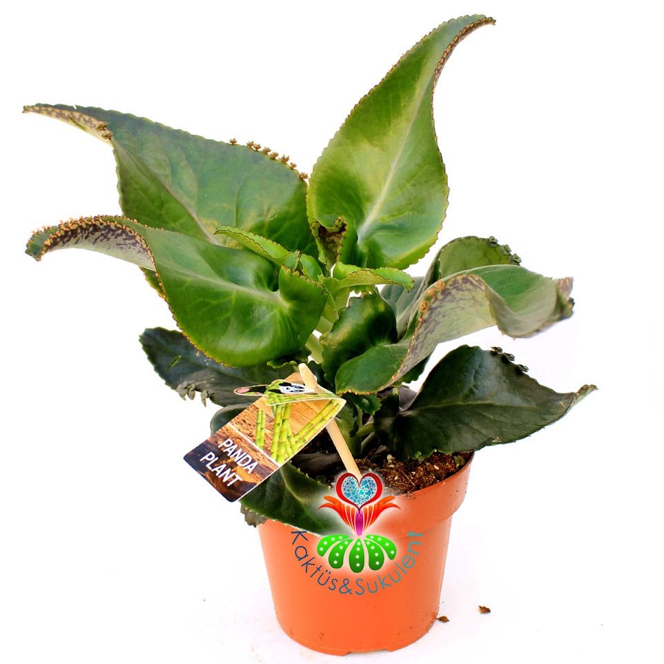 Eşek Kulağı Sukulent, Kalanchoe Gastonis-Bonnieri-Dev Yapraklı ve Yaprak Uçlarından Yavrular Veren Özel Tür- 10,5 cm Saksıda 25 cm Yükseklikte