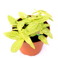 Fittonya Bitkisi- Fittonia Verschaffeltii- 6 Farklı Renk Seçeneği -8,5 cm Saksıda Pembe