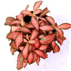 Fittonya Bitkisi- Fittonia Verschaffeltii- 6 Farklı Renk Seçeneği -8,5 cm Saksıda Pembe